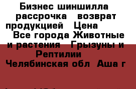 Бизнес шиншилла, рассрочка - возврат продукцией › Цена ­ 4 500 - Все города Животные и растения » Грызуны и Рептилии   . Челябинская обл.,Аша г.